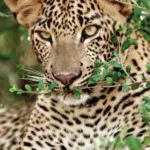 Sri Lankan leopard, sri Lankan kotiya, Sri Lankan Tiger