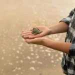 Turtle release, Mirissa beach Sri Lanka. Turtle sanctuary