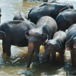 Pinnawela Elephant orphanage