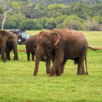 Udawalawa Elephants, Sri Lankan Elephants